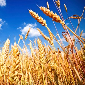 Evoluzione varietale nel grano: dai giganti ai nani